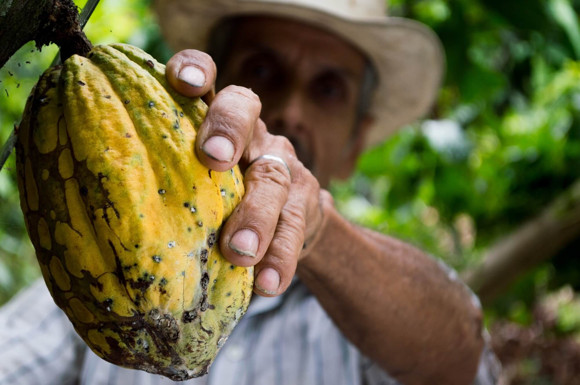 cacao fruit