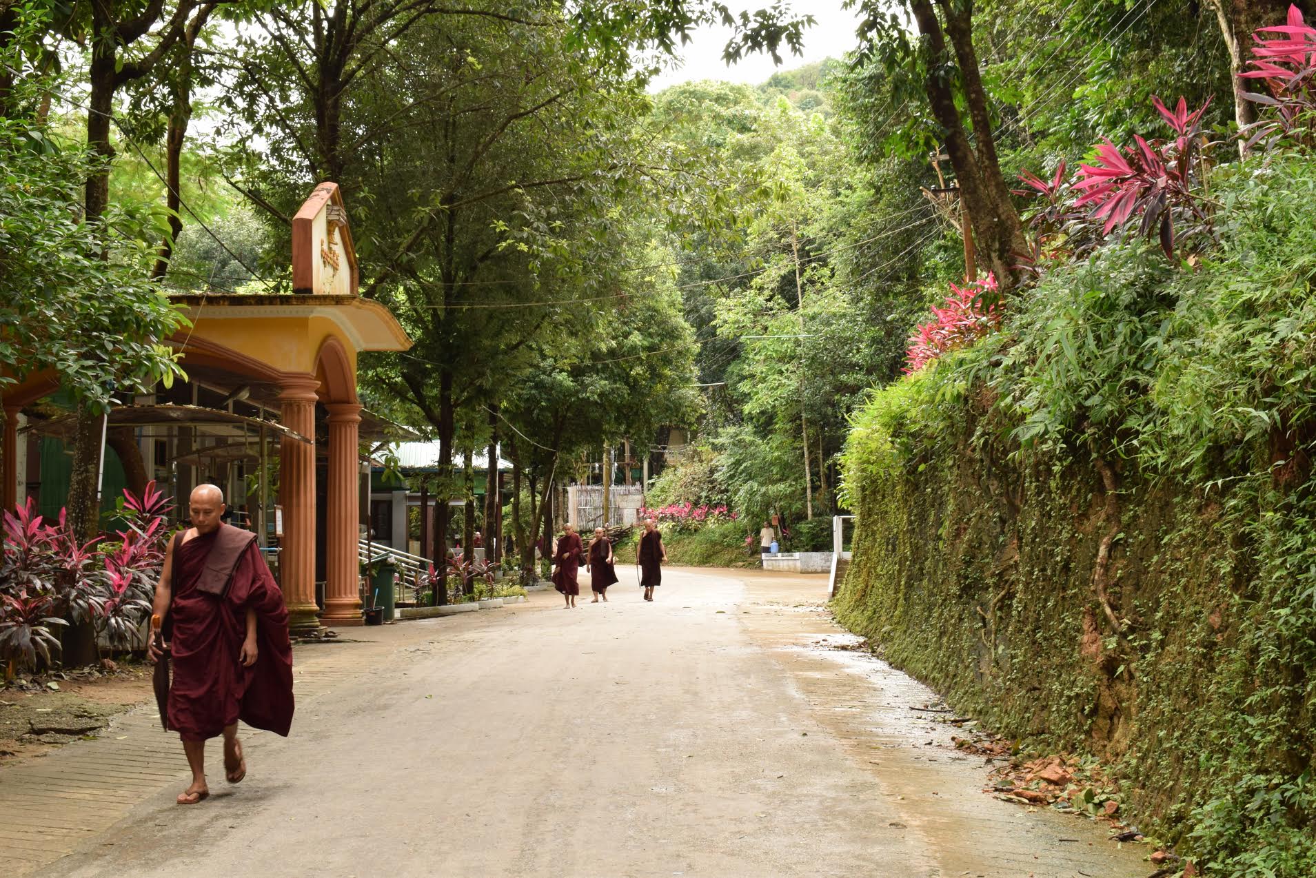 monks returning from meditation pa-auk tawya forest monastery myanmar