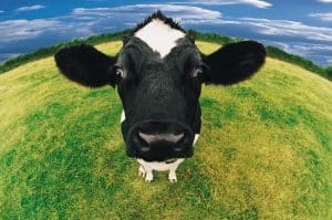 does being vegan really help animals